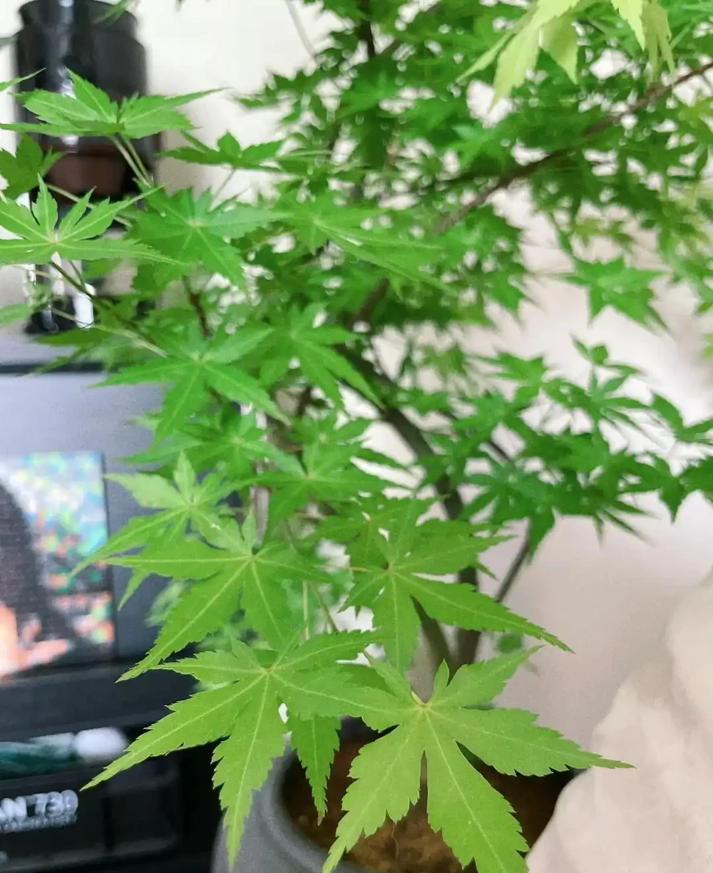 廣東一女子求助,客廳盆栽樹,一夜之間全焦了,咋辦:死了也要愛