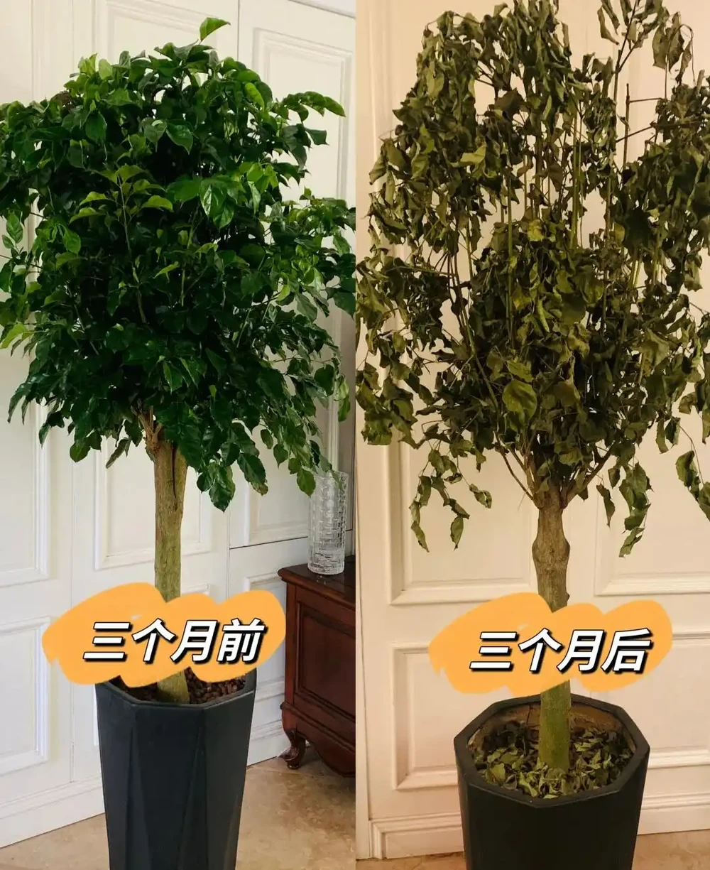 廣東一女子求助,客廳盆栽樹,一夜之間全焦了,咋辦:死了也要愛