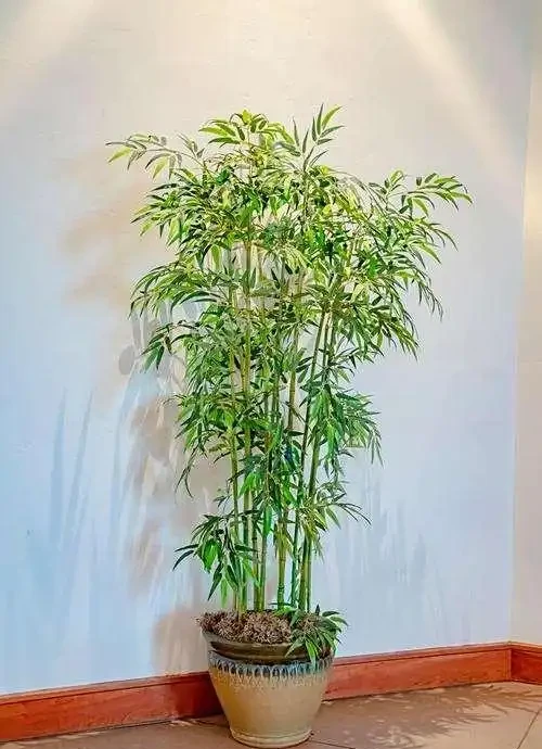盆栽竹子葉發黃?幾招教你恢復生機