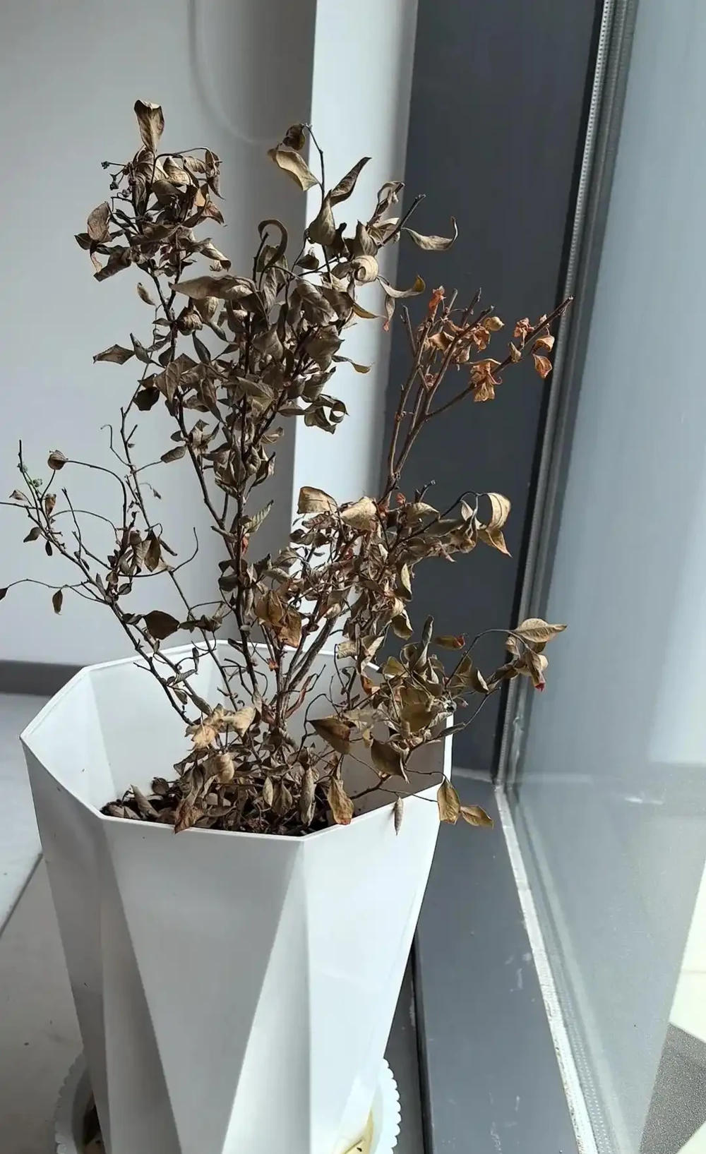 廣東一女子求助,客廳盆栽樹,一夜之間全焦了,咋辦:死了也要愛