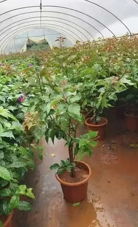九重葛