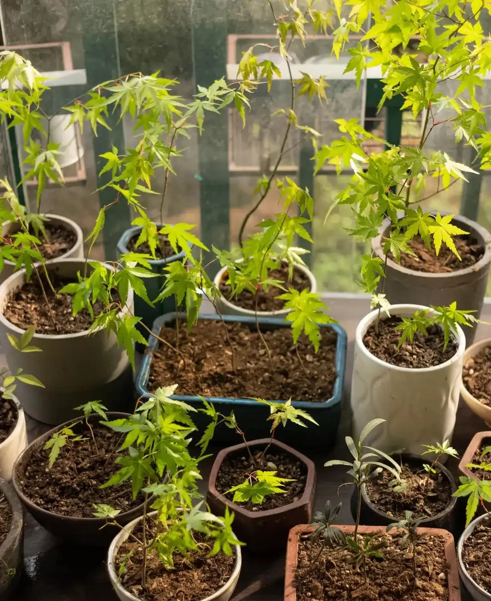 廣東一女子求助,客廳盆栽樹,一夜之間全焦了,咋辦:死了也要愛
