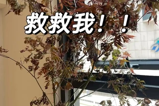廣東一女子求助，客廳盆栽樹，一夜之間全焦了，咋辦：死了也要愛