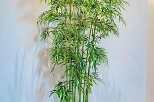 盆栽竹子葉發黃？幾招教你恢復生機