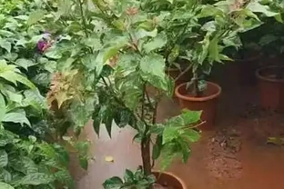 以下是關於九重葛的詳細介紹