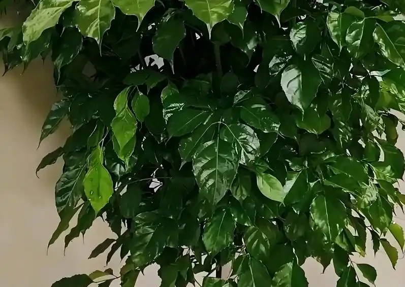 幸福樹掉葉子一碰就掉，3招保命，輕鬆挽救！