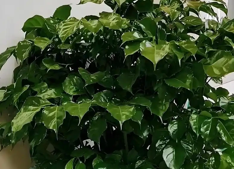 幸福樹掉葉子一碰就掉，3招保命，輕鬆挽救！