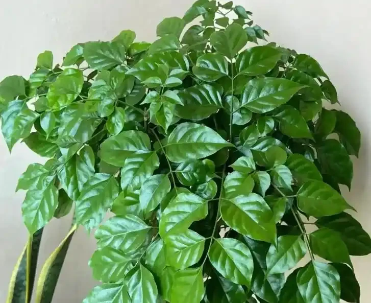 幸福樹掉葉子一碰就掉，3招保命，輕鬆挽救！