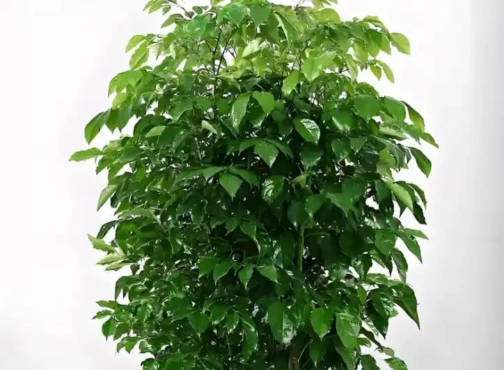 幸福樹掉葉子一碰就掉，3招保命，輕鬆挽救！