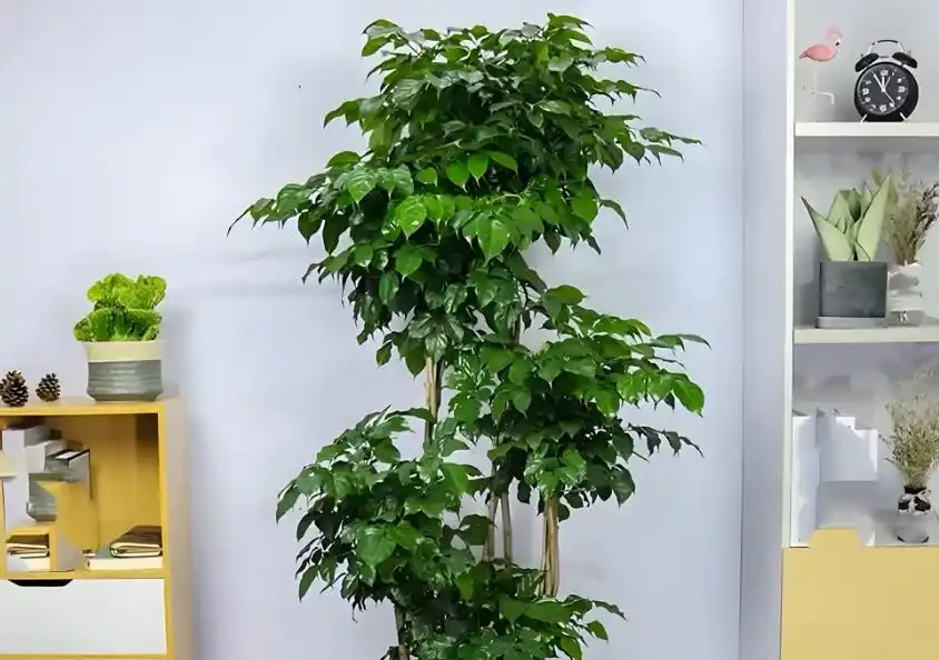 幸福樹掉葉子一碰就掉，3招保命，輕鬆挽救！