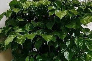 幸福樹掉葉子一碰就掉，3招保命，輕鬆挽救！