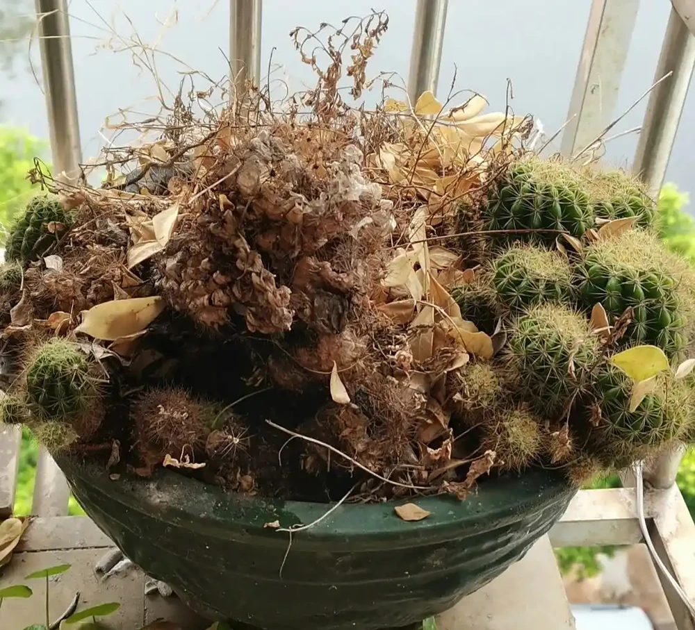 養10多年的仙人掌球,突然爛了,救治方法詳細分享,再次爆花不是夢