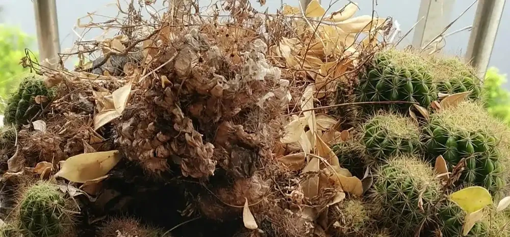 養10多年的仙人掌球,突然爛了,救治方法詳細分享,再次爆花不是夢