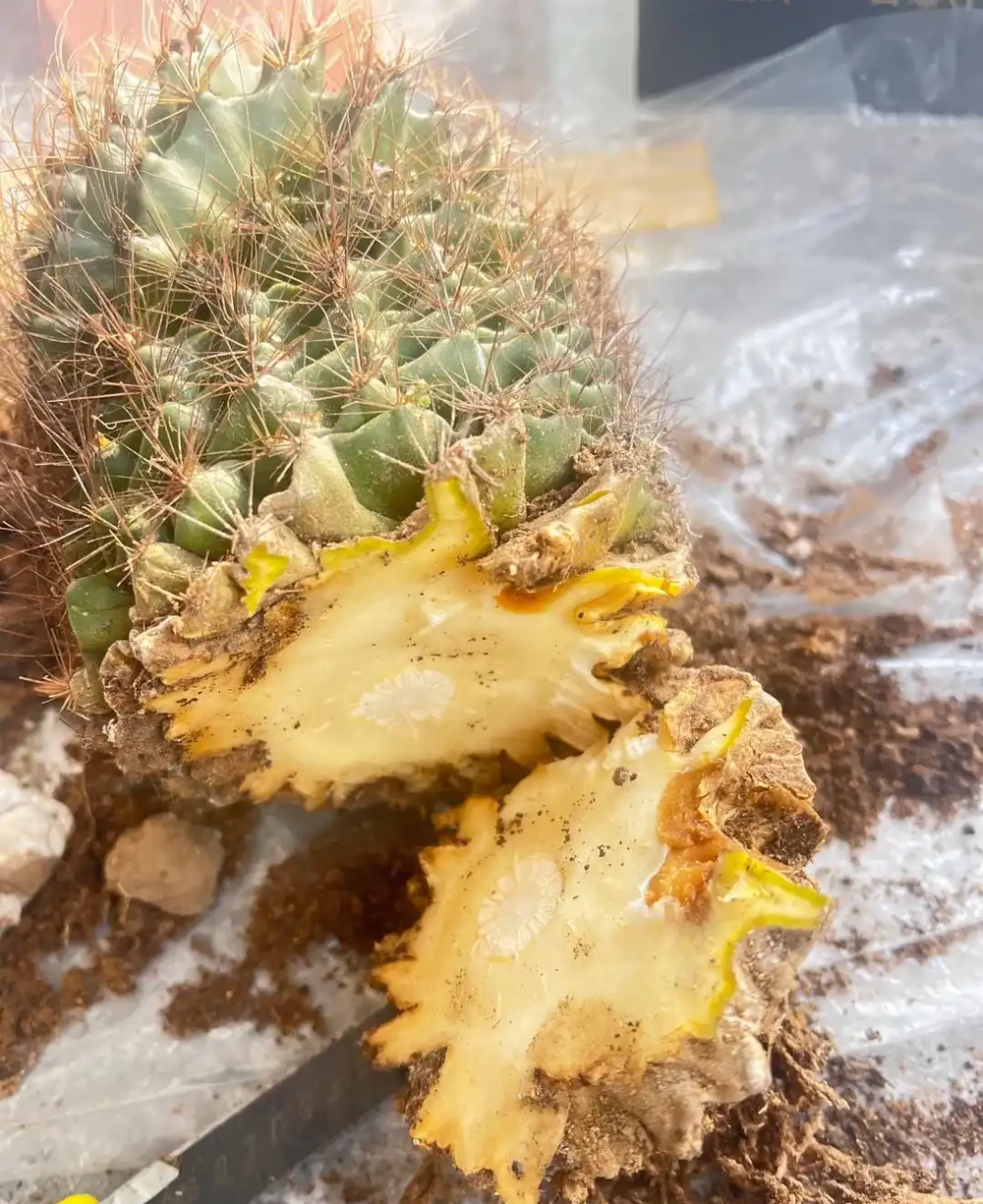 養10多年的仙人掌球,突然爛了,救治方法詳細分享,再次爆花不是夢