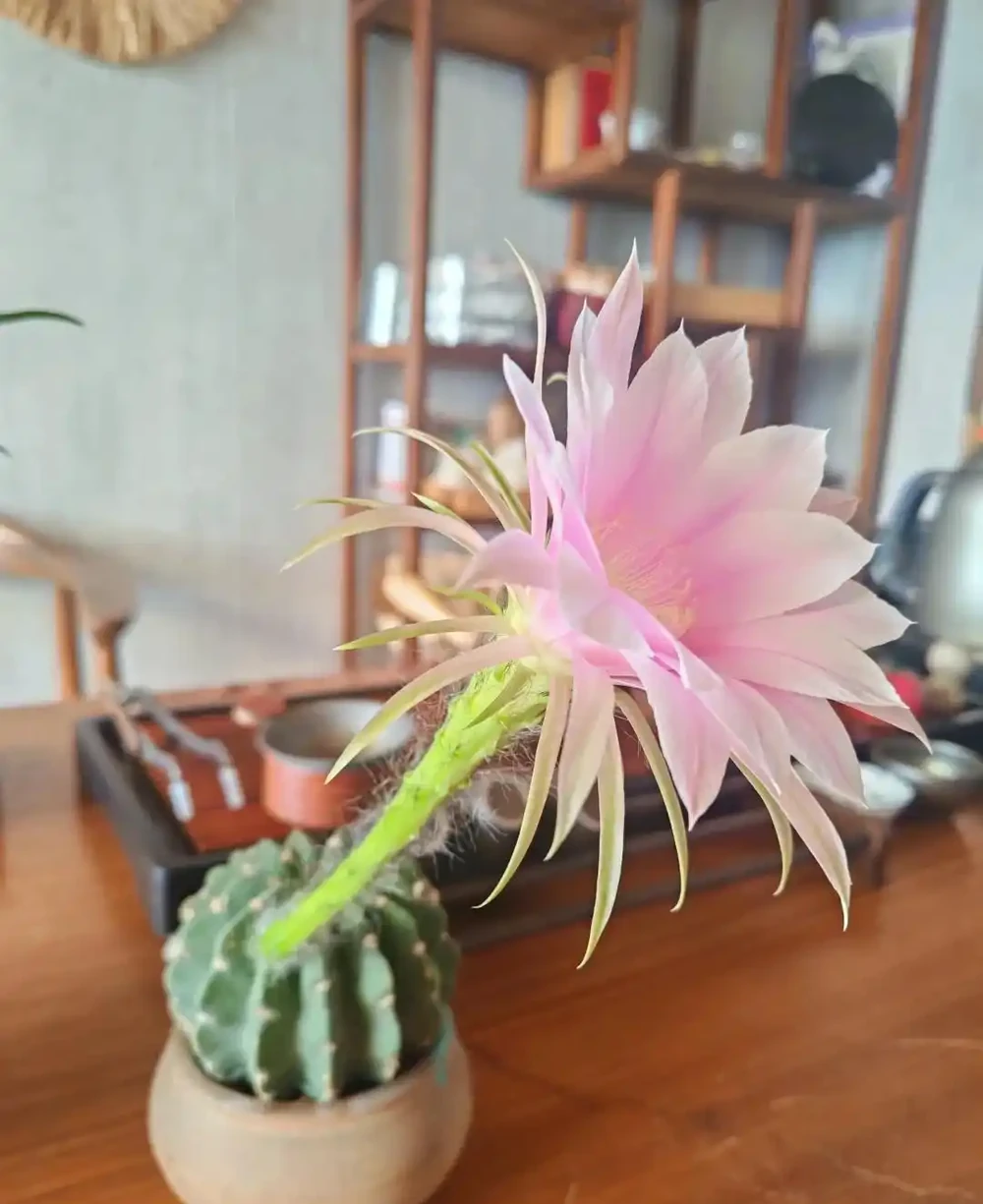 養10多年的仙人掌球,突然爛了,救治方法詳細分享,再次爆花不是夢