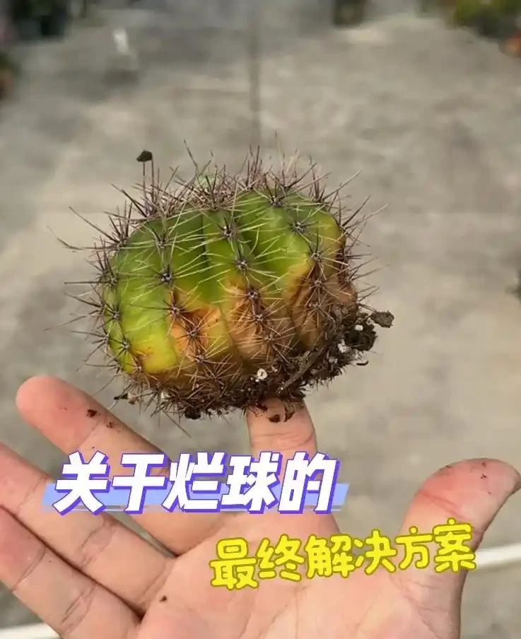 養10多年的仙人掌球,突然爛了,救治方法詳細分享,再次爆花不是夢