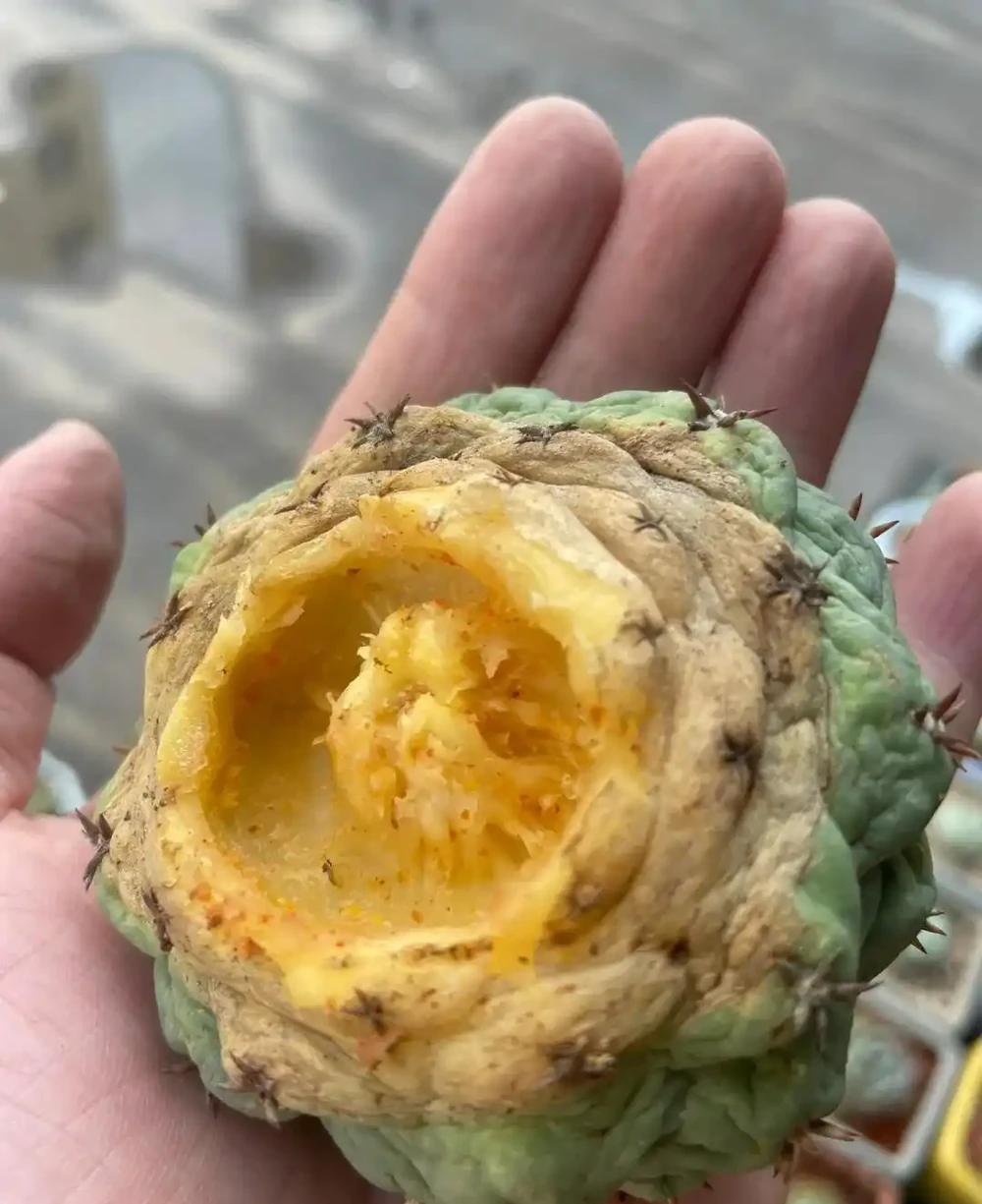養10多年的仙人掌球,突然爛了,救治方法詳細分享,再次爆花不是夢