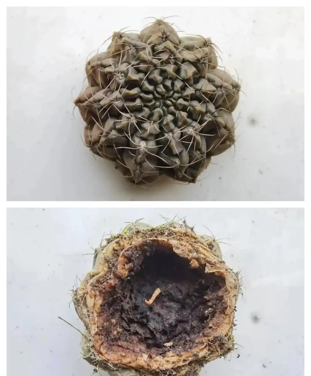 養10多年的仙人掌球,突然爛了,救治方法詳細分享,再次爆花不是夢