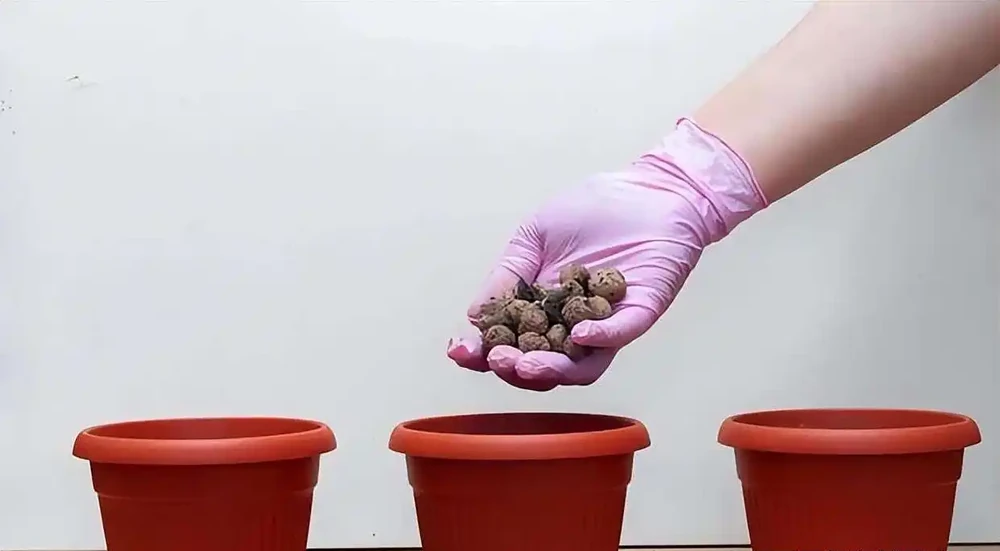 為何土面和盆底不能放石頭?真相超出想象