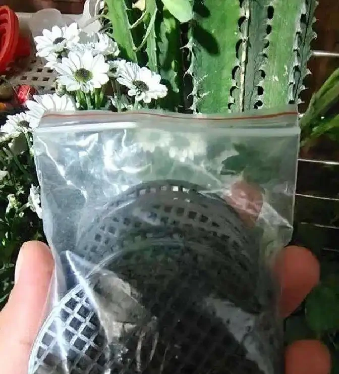 為何土面和盆底不能放石頭?真相超出想象