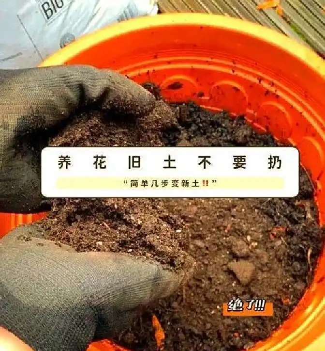 為何土面和盆底不能放石頭?真相超出想象