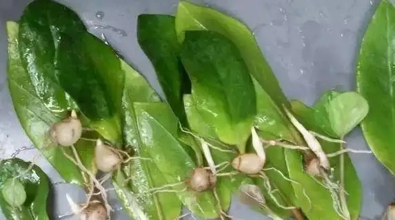 雪鐵芋葉子發黃？3個小妙招讓它綠得發亮！