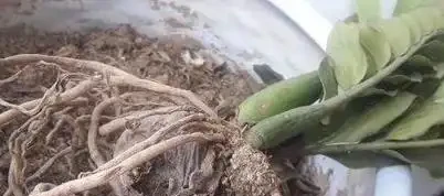 雪鐵芋葉子發黃？3個小妙招讓它綠得發亮！