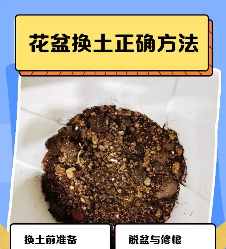 為何土面和盆底不能放石頭?真相超出想象
