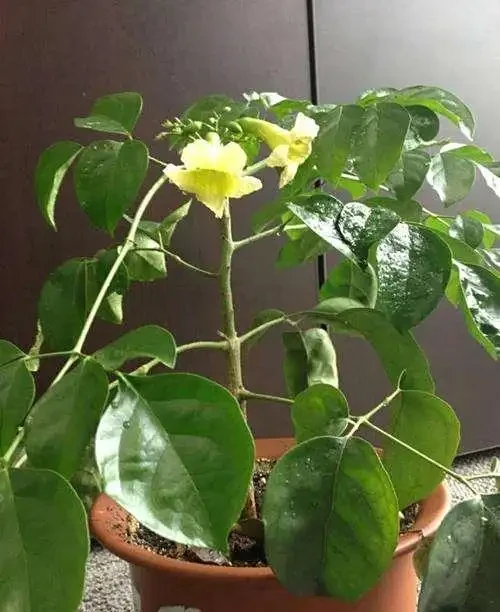 幸福樹剪枝插枝指南:一剪一插,讓綠意延續新生