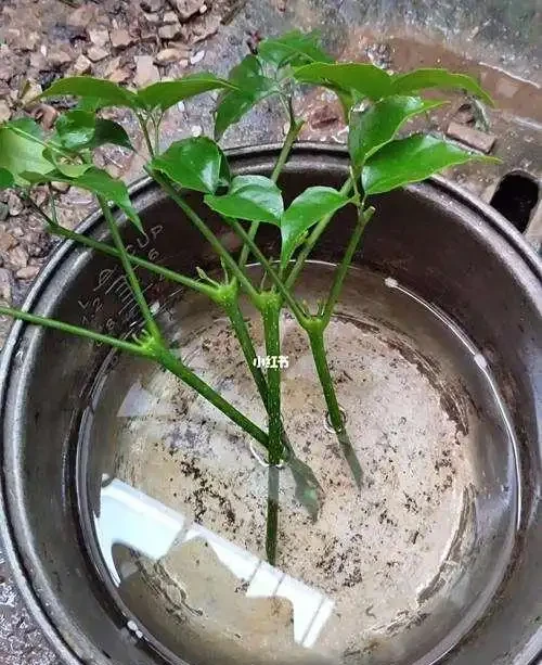 幸福樹剪枝插枝指南:一剪一插,讓綠意延續新生