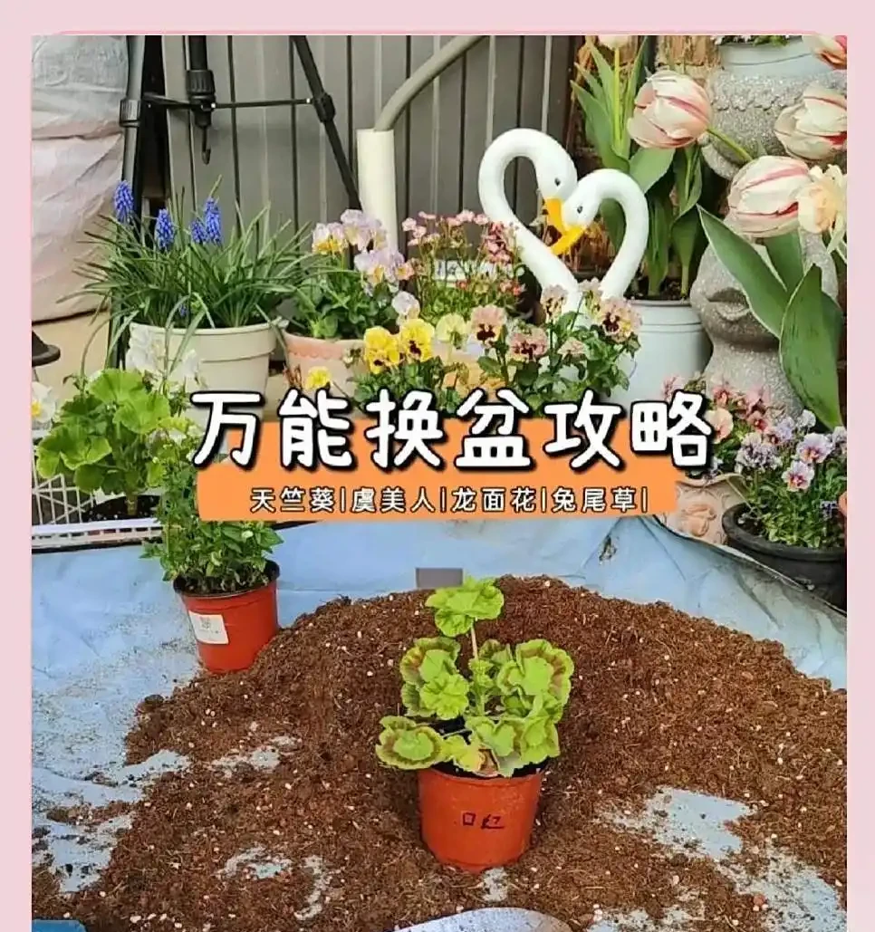 為何土面和盆底不能放石頭?真相超出想象