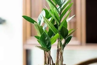 雪鐵芋葉子發黃？3個小妙招讓它綠得發亮！
