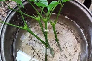 幸福樹剪枝插枝指南：一剪一插，讓綠意延續新生