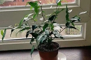 為何土面和盆底不能放石頭？真相超出想象