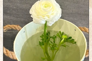 醒花全流程指南：4步喚醒鮮花的「沉睡美貌」
