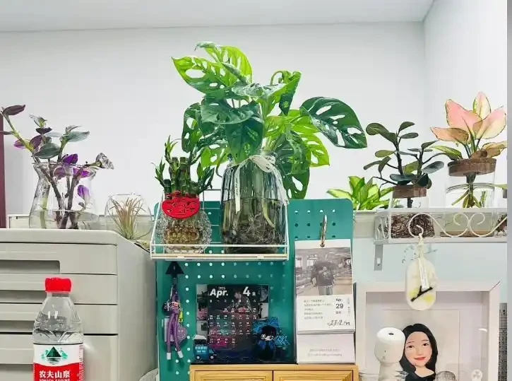00後在工位上養花，把「班味」去得賊乾淨，老闆：公司最穩的員工