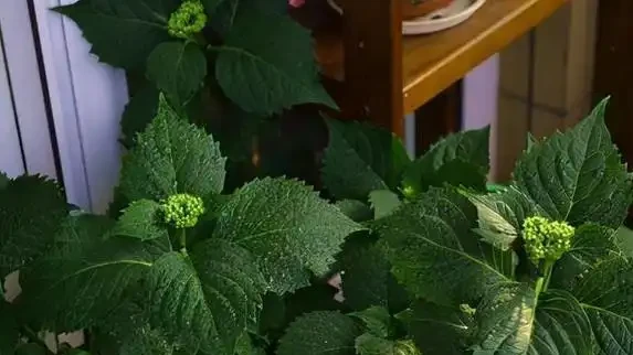啤酒澆花真管用?兩招讓花開滿盆,鄰居都來偷師!
