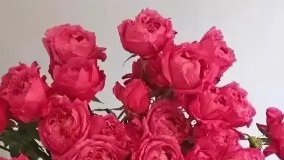 全球最火10款玫瑰花,進口斷貨王,你家有這朵嗎?