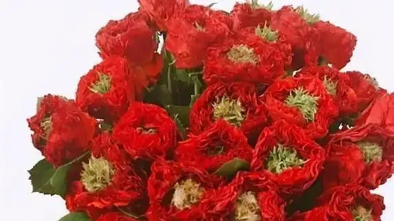 全球最火10款玫瑰花,進口斷貨王,你家有這朵嗎?
