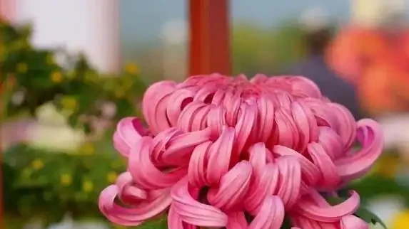 啤酒澆花真管用?兩招讓花開滿盆,鄰居都來偷師!