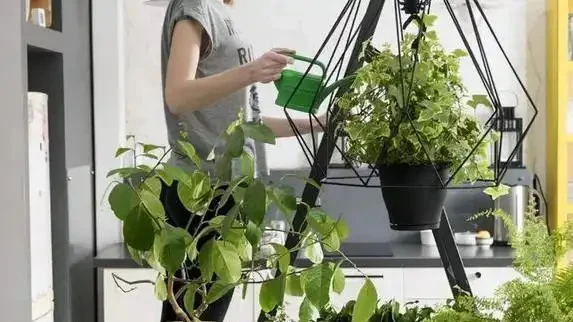 啤酒澆花真管用?兩招讓花開滿盆,鄰居都來偷師!