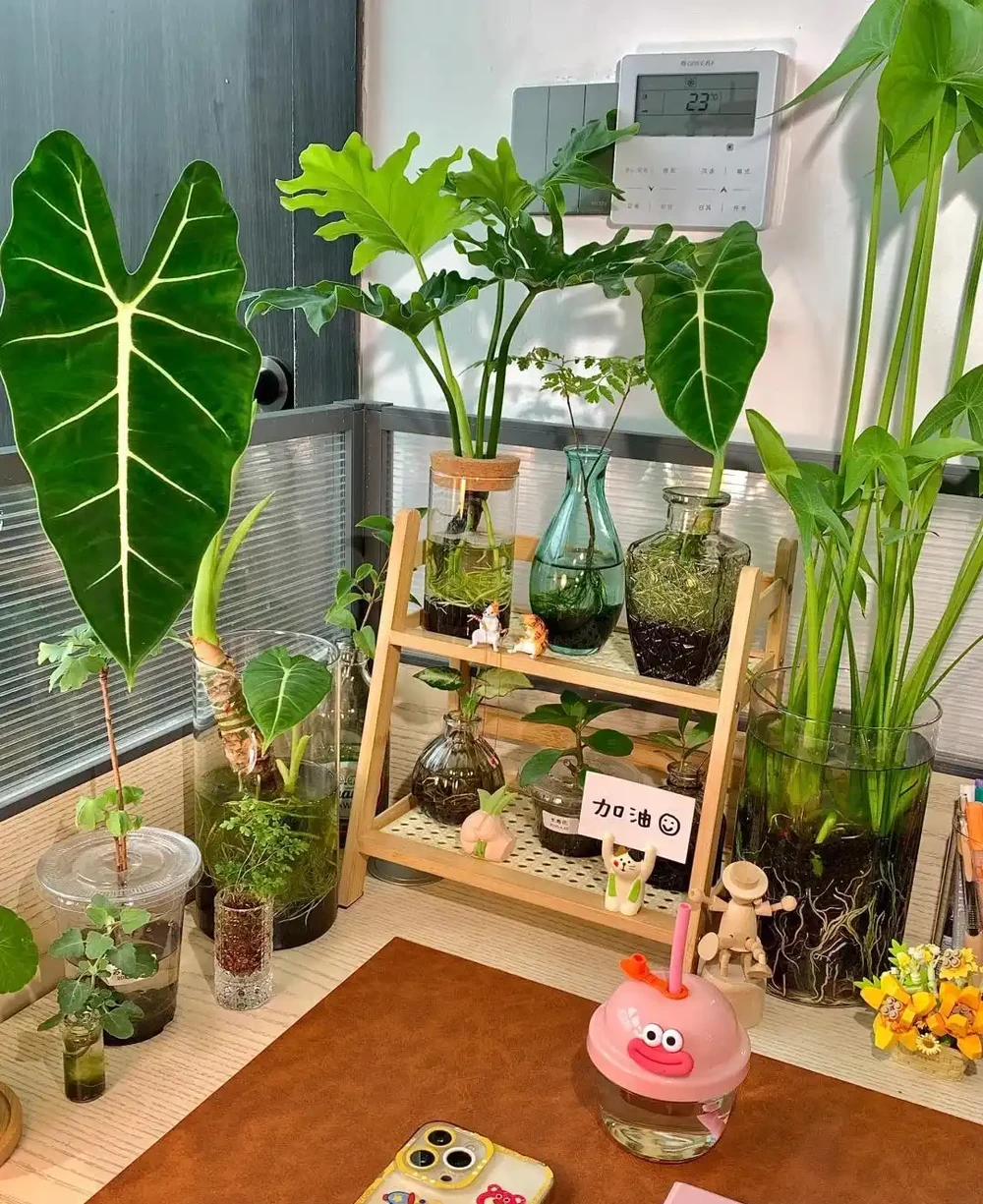 00後在工位上養花，把「班味」去得賊乾淨，老闆：公司最穩的員工