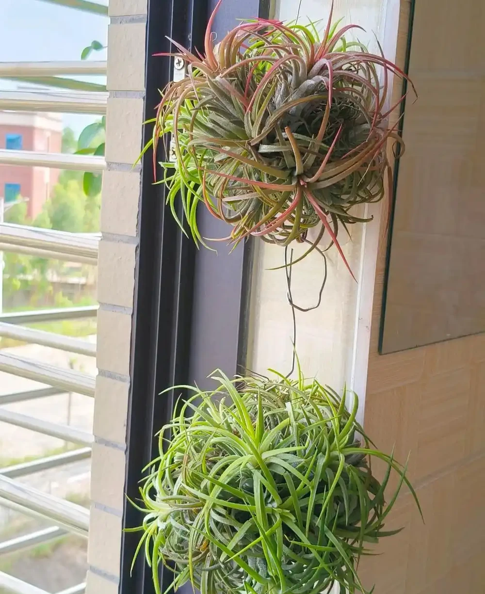 00後在工位上養花，把「班味」去得賊乾淨，老闆：公司最穩的員工