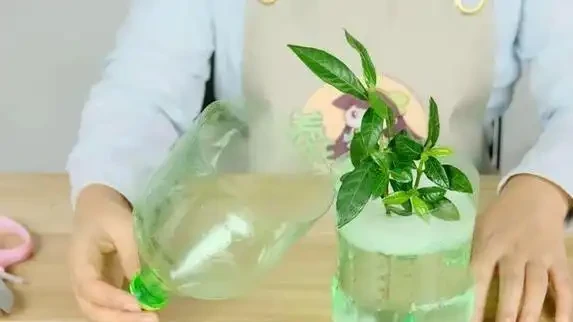 啤酒澆花真管用?兩招讓花開滿盆,鄰居都來偷師!