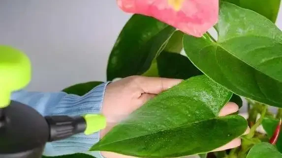 啤酒澆花真管用?兩招讓花開滿盆,鄰居都來偷師!
