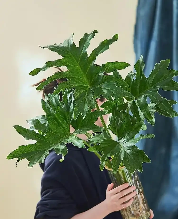 00後在工位上養花，把「班味」去得賊乾淨，老闆：公司最穩的員工