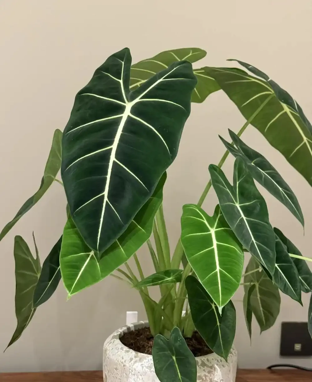 00後在工位上養花，把「班味」去得賊乾淨，老闆：公司最穩的員工