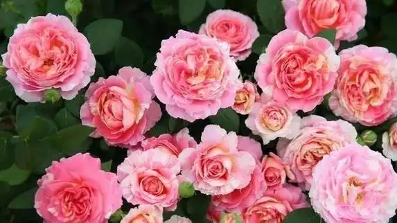 啤酒澆花真管用?兩招讓花開滿盆,鄰居都來偷師!