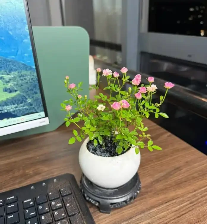 00後在工位上養花，把「班味」去得賊乾淨，老闆：公司最穩的員工