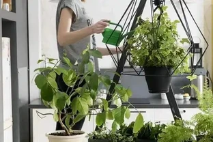 啤酒澆花真管用？兩招讓花開滿盆，鄰居都來偷師！